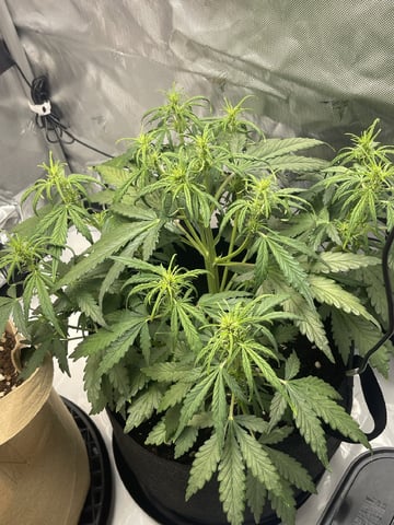 3x3 Grow — flower, day 7