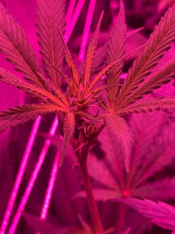 hydro — grow_setup, day 1