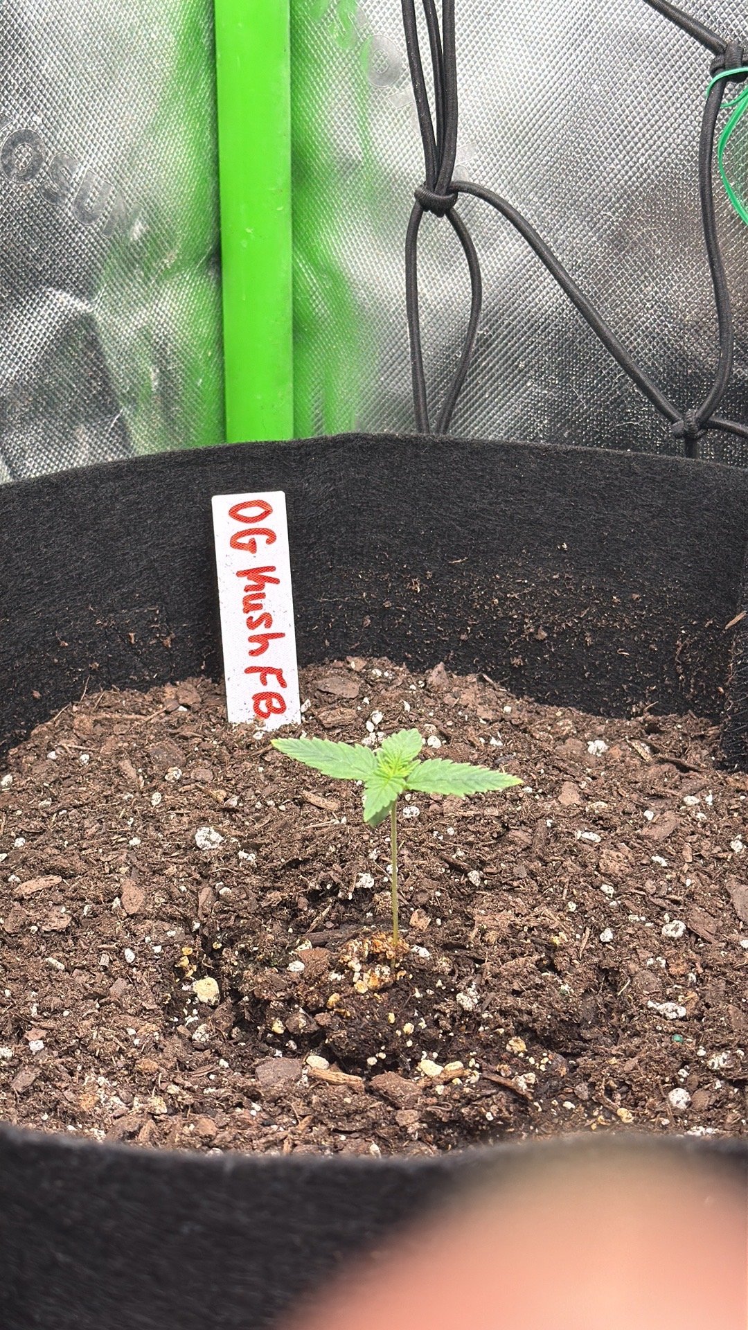 LSD-25 Auto Fastbuds 