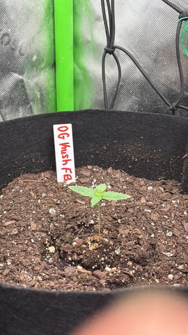 LSD-25 Auto Fastbuds  — grow_setup, day 1