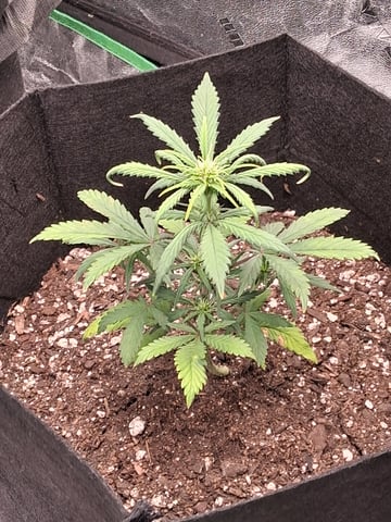Lemon Cherry Cookies, Purple Haze and Strawberry Gorilla Grows — vegetative, day 10