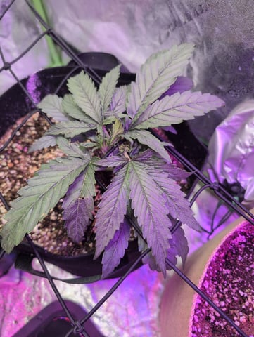 2025-26 — vegetative, day 21