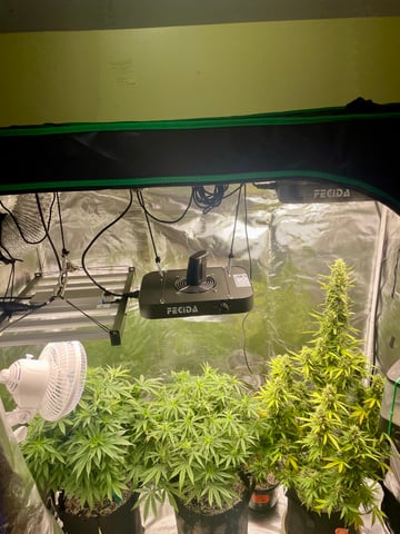2nd Grow Ever — flower, day 68