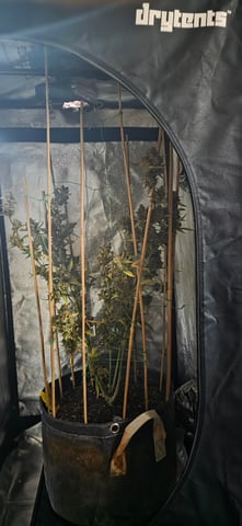 Here We Grow... — flower, day 112