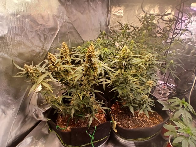 5 — flower, day 37