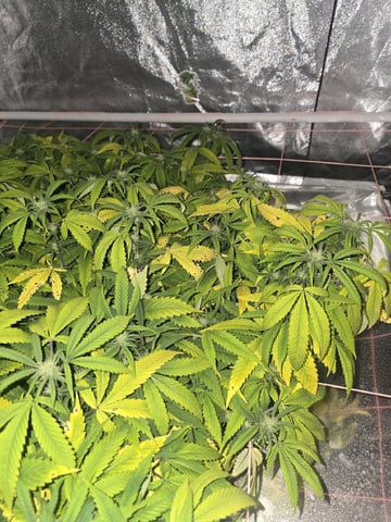 Platnium Jelly — flower, day 80