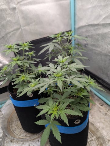 Autos — vegetative, day 19
