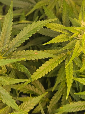 White rhino — flower, day 78