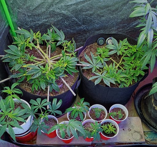 Purple Plum Perfect 💜 & 2 Grape Runtz 🍇 Mainlining garden. 