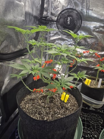 Grow 1 2026 Dream Widow — vegetative, day 64