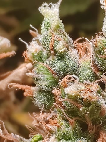 drawer grow forbidden fruit — flower, day 101