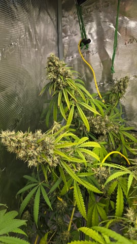 Big Momma Blue Dream  — flower, day 54