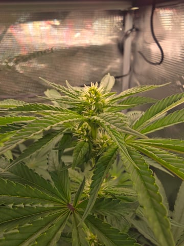 Northern lights #10 2nd plant (Selkies) — flower, day 58