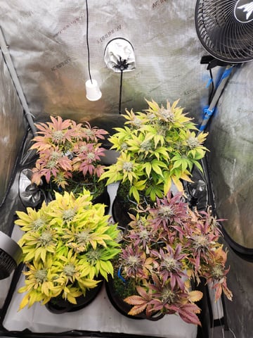 Mephisto's Flava Flav (Grape Crush x Guava Fig) — flower, day 81