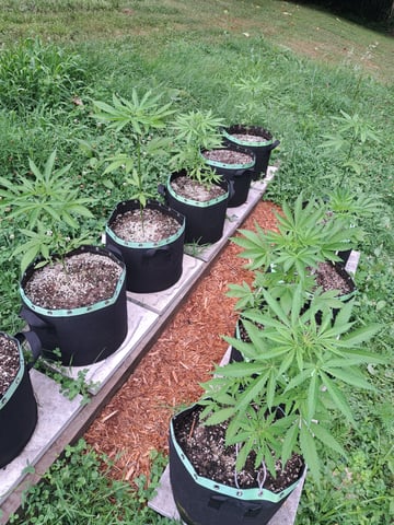 Bucket List Grow #2 — vegetative, day 37