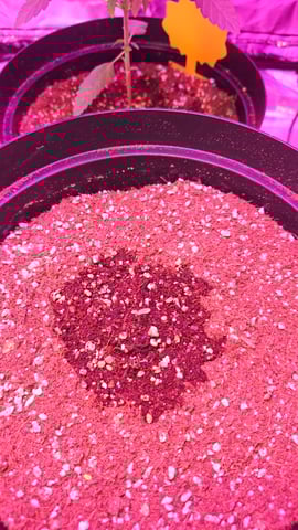 first grow adventure  — vegetative, day 25