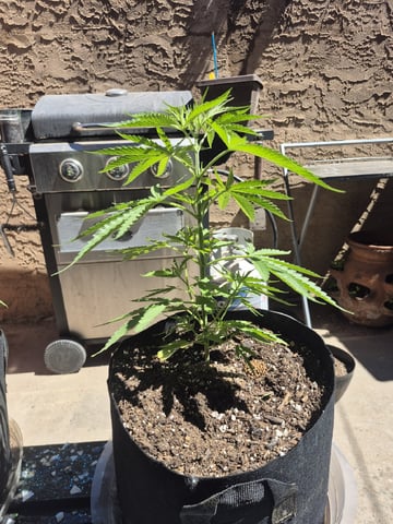 Pineapple pomegranate  — germination, day 33