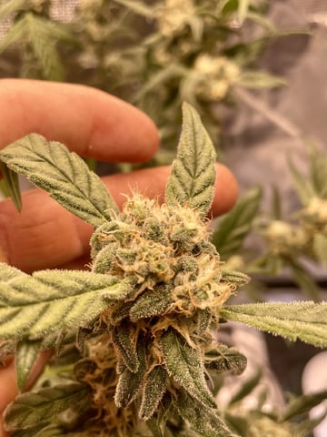 Autos and sour diesel! — flower, day 126