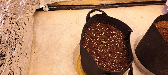 Second Grow  — vegetative, day 16