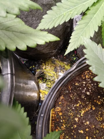 critical purple kush x peyote wifi  in the auto pot system tray 2 grow with added microhazian to the coco coir  — vegetative, day 35