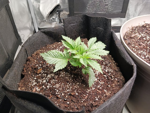 9lbhammer feminized  — vegetative, day 16