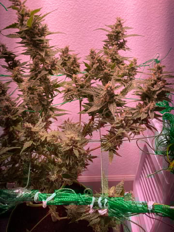 pineapple Express  — flower, day 34