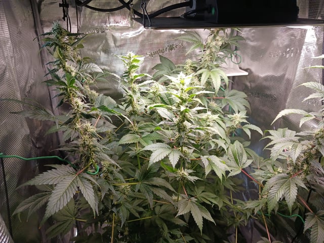 Gorilla Sherbert Feminized From Blimburn Seeds 