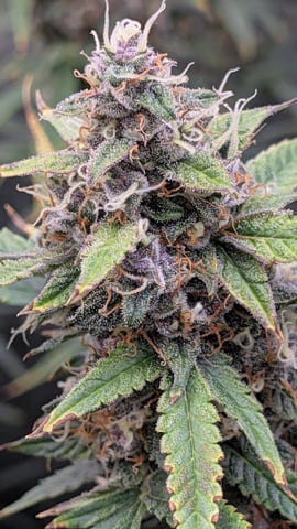 Strawberry Cheesecake Seedsman Seeds Autoflowers x2 — flower, day 79