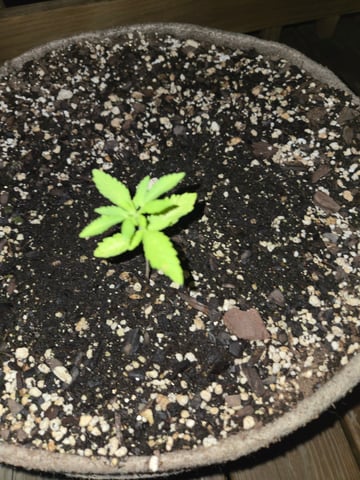 Late Outdoor Photo's — seedling_rooting, day 16