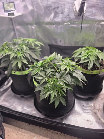  1 Blue Zushi x Venom & 1 Jack Here x Strawberry Cookies OG — vegetative, day 29