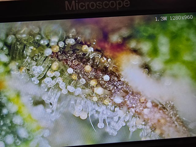 Homegrown - 🍒 🥧 & GSC Auto, 🚀 Seeds 🍌 Buttercups  — flower, day 62