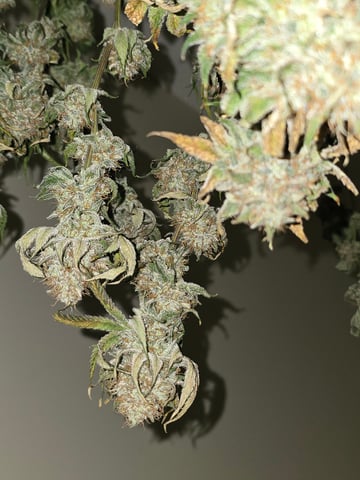 Northern lights #10 (Alaska) — harvest, day 85