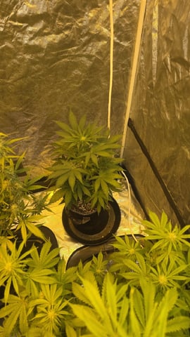 Possible Switch — flower, day 15