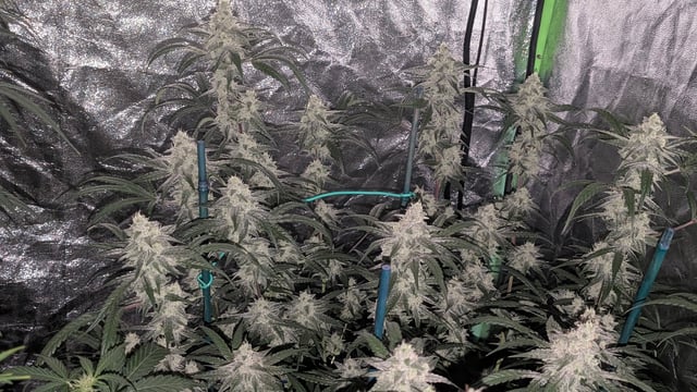 Mixed Grow — flower, day 77