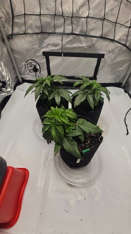 ethos genetics  — vegetative, day 23