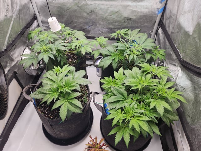 Mephisto's Flava Flav (Grape Crush x Guava Fig) — flower, day 37