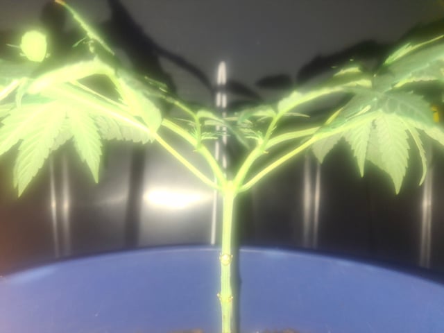 5 Random Seeds in a pot I found in my grinder. — vegetative, day 40