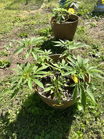 2026 Outdoor — vegetative, day 47
