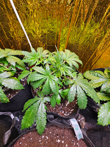 frozen biscotti — grow_setup, day 23