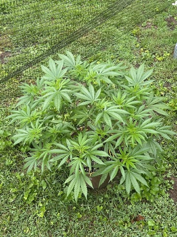 2026 Outdoor — vegetative, day 69