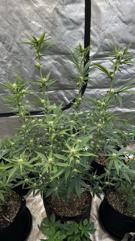 Bannana Jelousy x Guava Auto — flower, day 70
