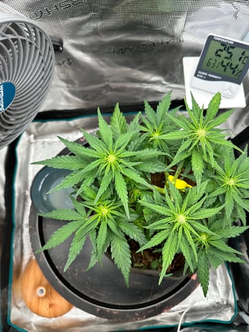 Auto Acid Auto — grow_setup, day 1