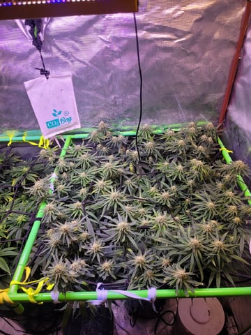 6th Grow — flower, day 64