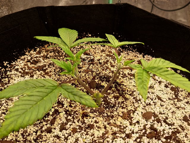 Blackberry Kush — vegetative, day 27
