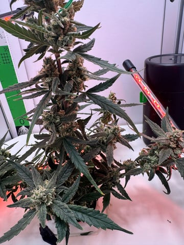 Mindfield - with Girl Scout Cookies (auto) — flower, day 26
