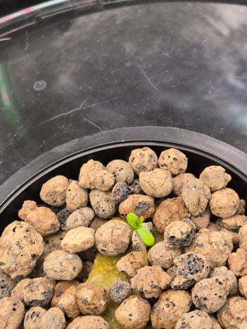 DWC  — seedling_rooting, day 1