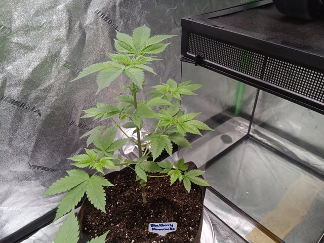 Blackberry Moonrocks Auto & Purple Tropicana Cookies Auto — vegetative, day 1