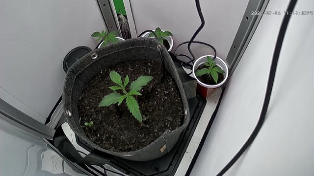 Blue Dream — vegetative, day 17