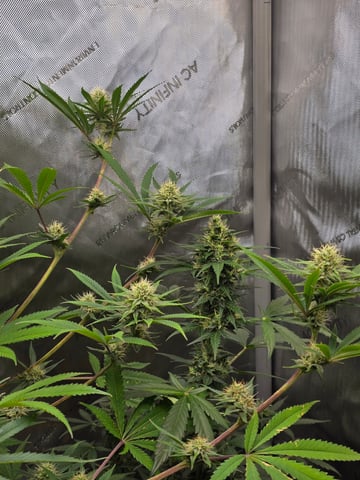 Purple Haze  — flower, day 84