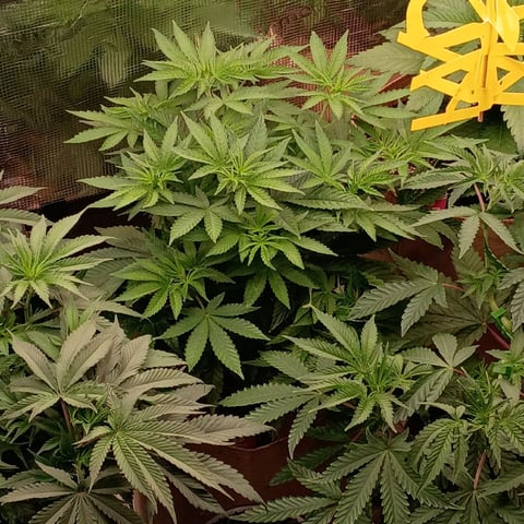 TentPlantLightFan — vegetative, day 60